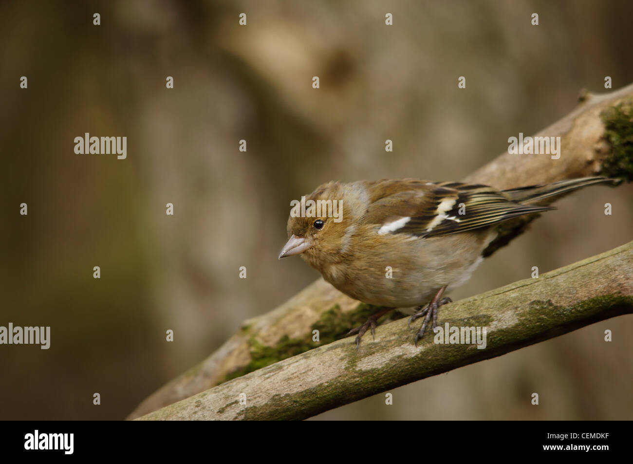Fringuello - Bird Foto Stock