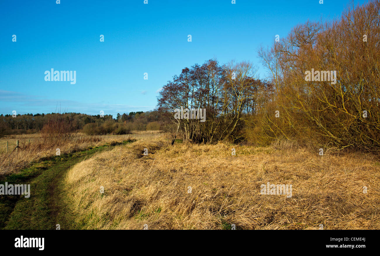 Il fiume Tamigi Chiltern Hills Oxfordshire England Regno Unito Foto Stock