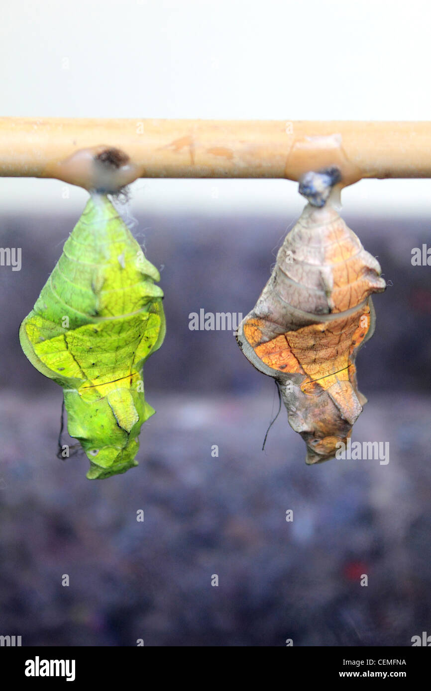 Butterfly pupa in the glasshouse at Wisley Surrey in Inghilterra REGNO UNITO Foto Stock