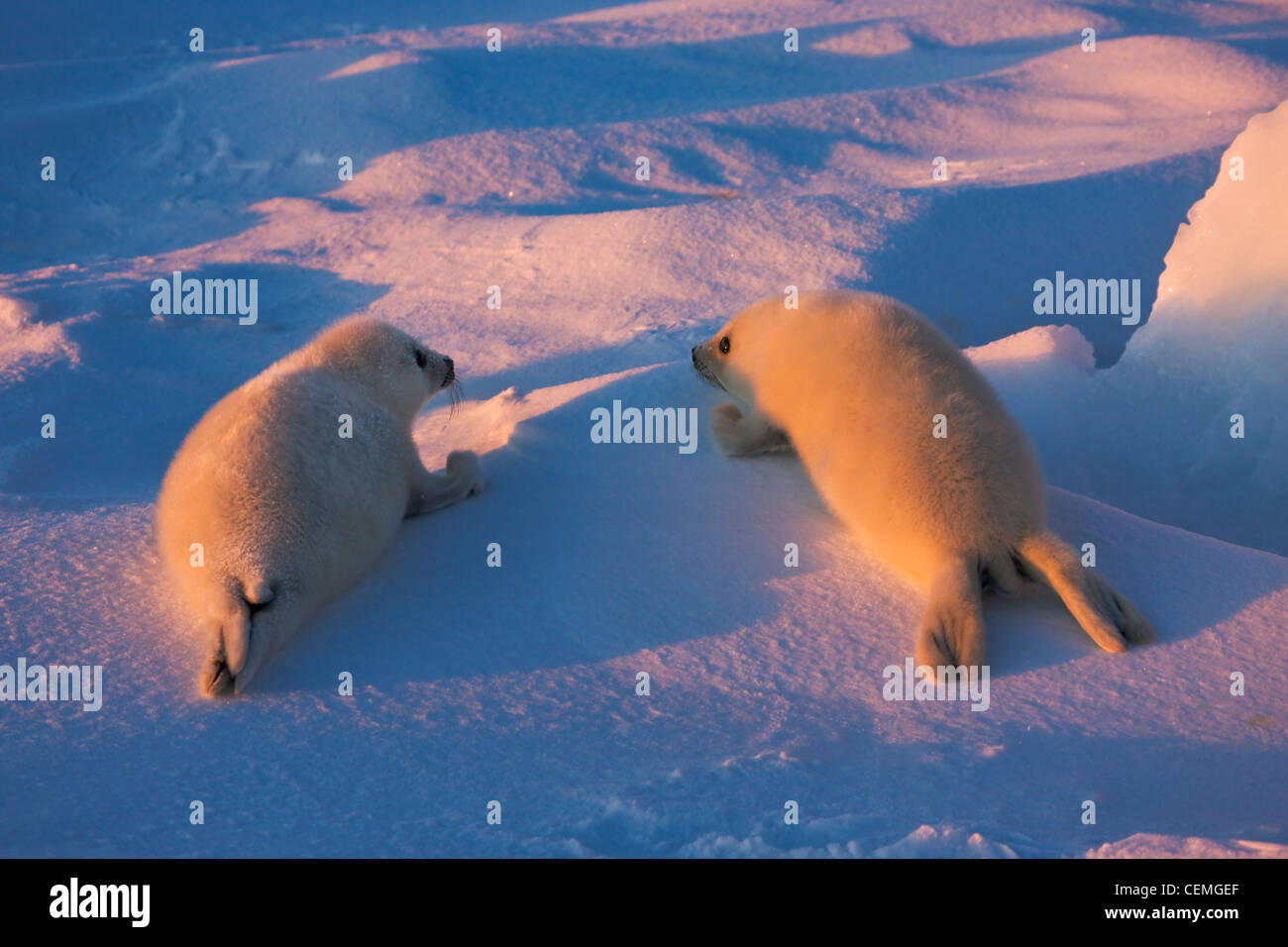 Due Arpa cuccioli di foca su ghiaccio, Iles de la Madeleine, Canada Foto Stock