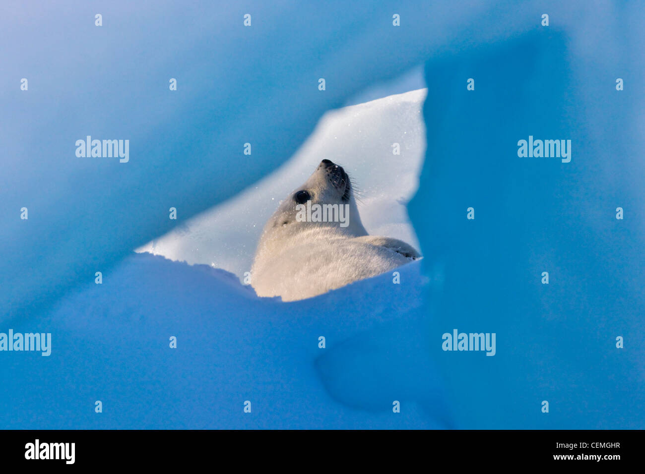 Arpa di cucciolo di tenuta su ghiaccio, Iles de la Madeleine, Canada Foto Stock