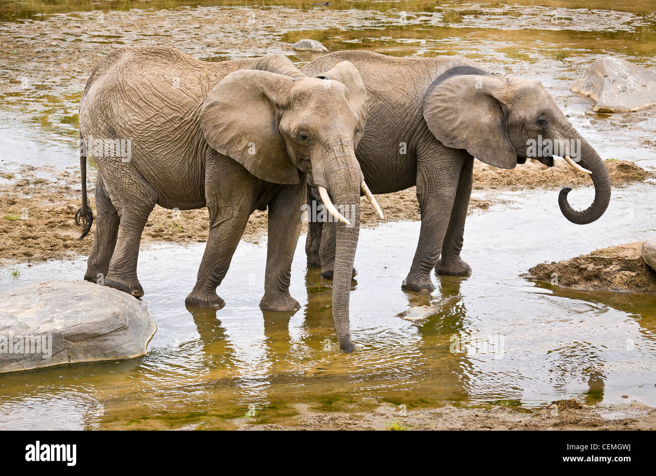2 elefanti presso il fiume di Tarangire. Foto Stock