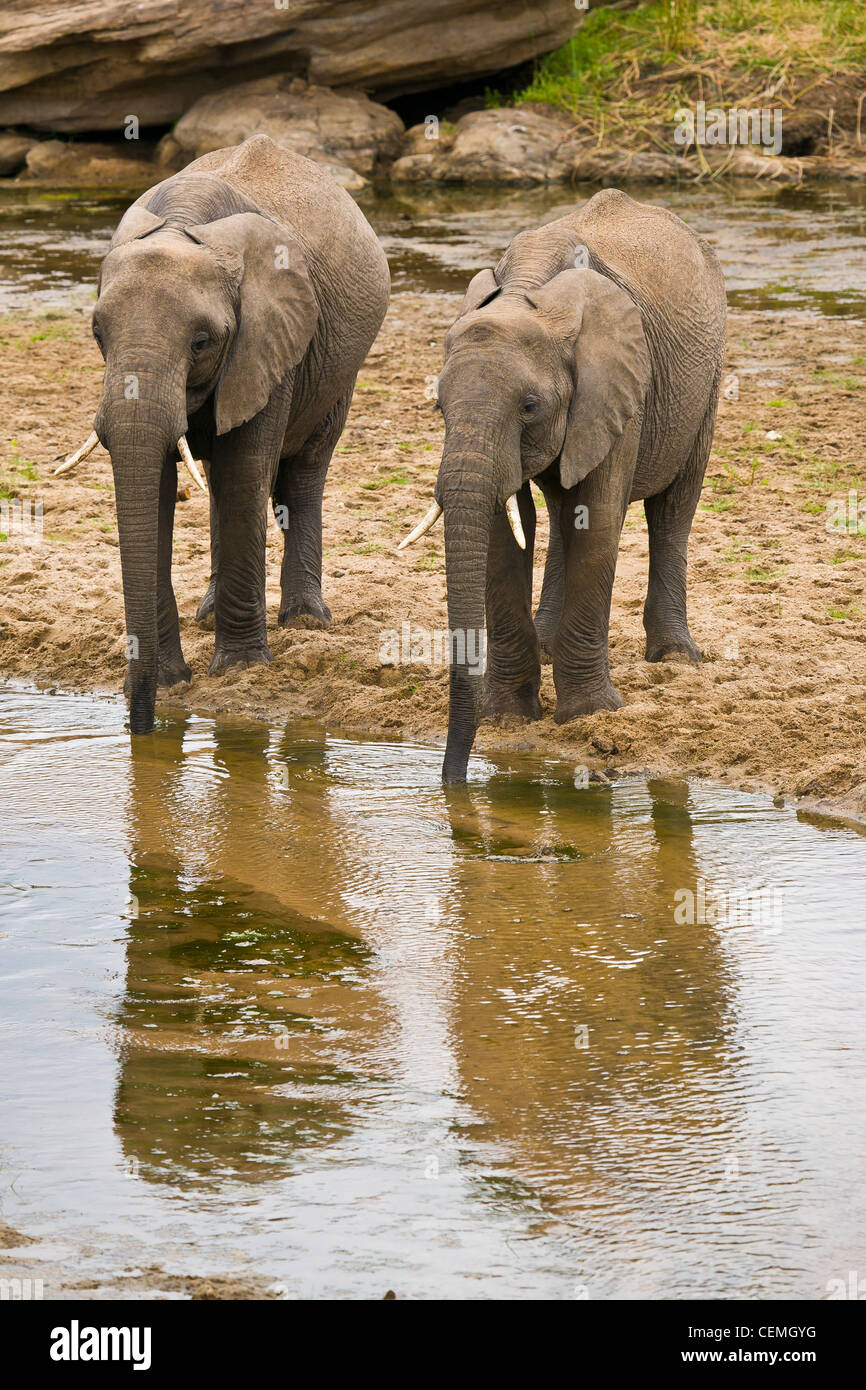 Due elefanti al Tarangire River. Foto Stock