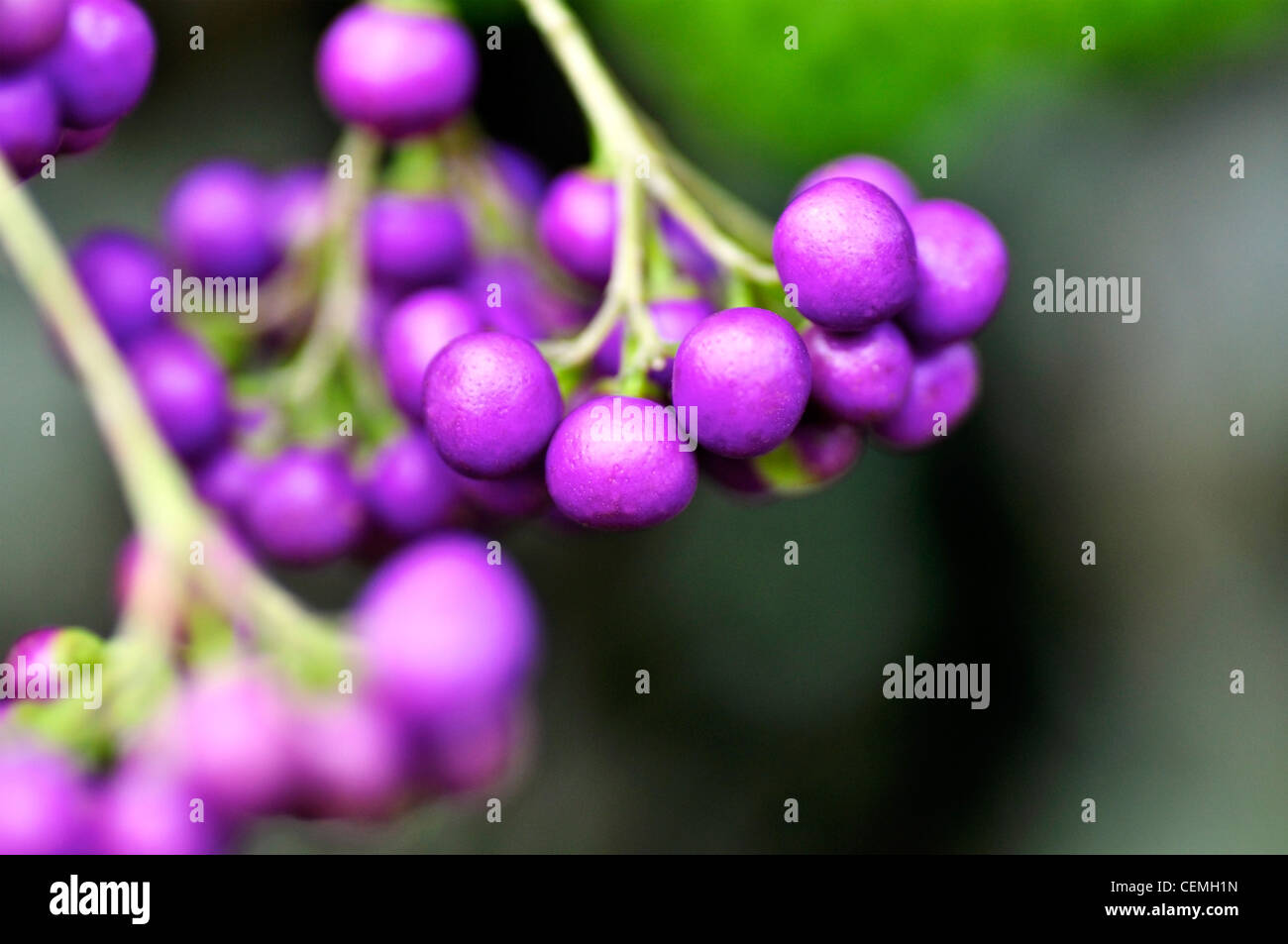 Colorato piccolo, viola le bacche, trovato nei tropichi Foto Stock
