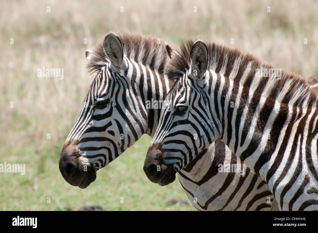 Coppia di Zebra nel Parco Nazionale del Serengeti Kenia Masai Mara Game Reserve che mostra due teste affiancate Foto Stock