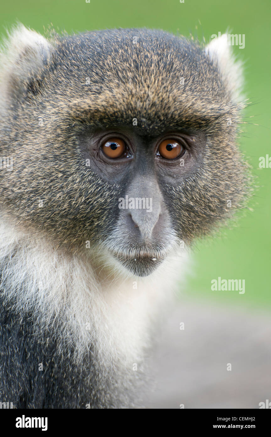 Uno Sykes monkey in albero Kenya Africa orientale. Medium Shot della scimmia guardando la fotocamera con espressione umana Foto Stock