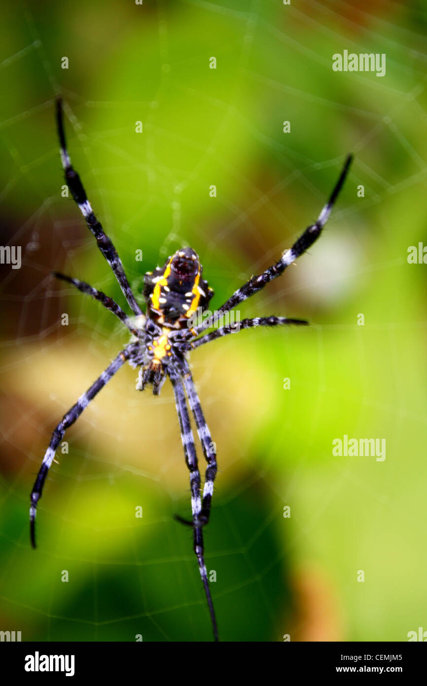 Argiope Hawaii Spider Web Foto Stock