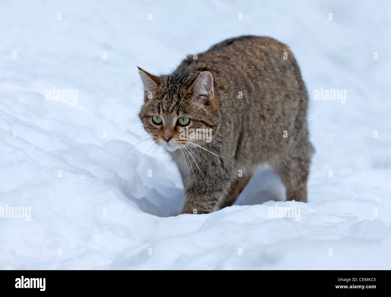 Gatto selvatico (Felis silvestris) Foto Stock