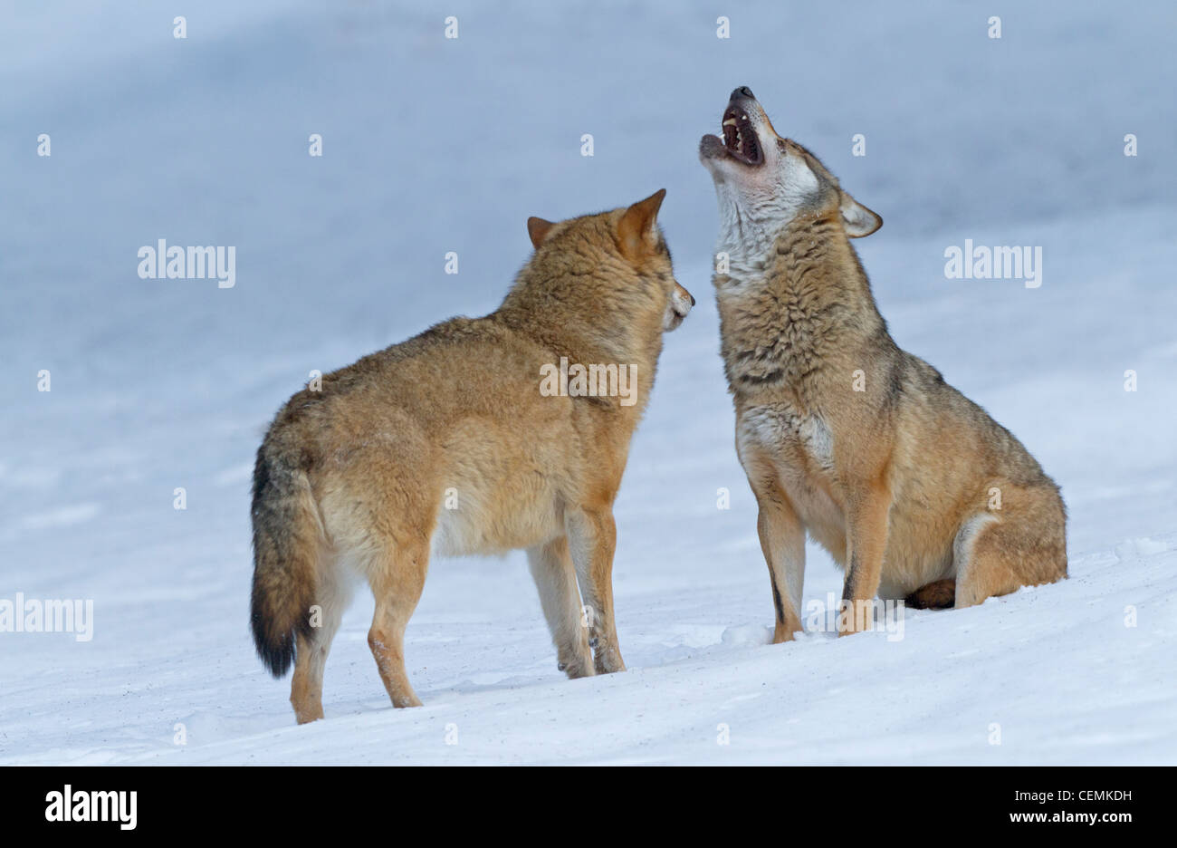 Lupo (Canis lupus) Foto Stock