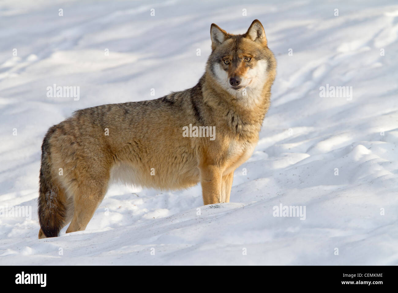 Lupo (Canis lupus) Foto Stock