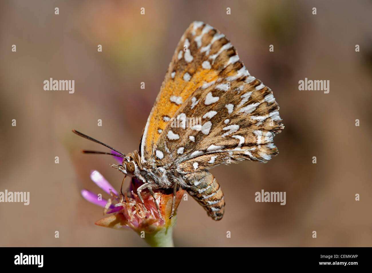 Grande argento-rame maculato, Trimenia argyroplaga, autoctone specie di farfalle del Sud Africa, Namaqualand, Sud Africa Foto Stock