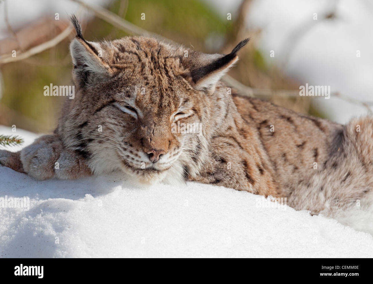 Ritratto di un (Lynx Lynx lynx) Foto Stock