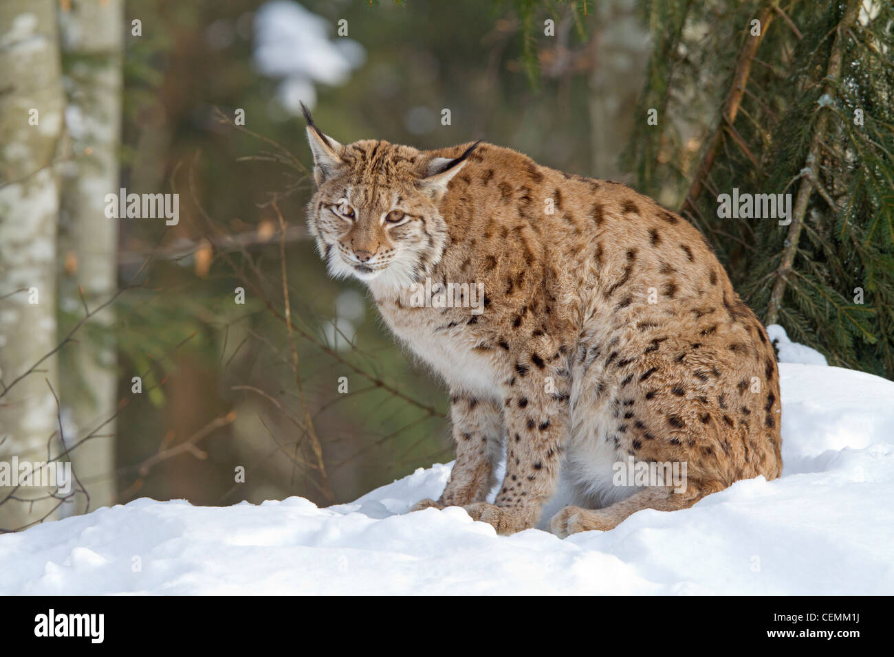 (Lynx Lynx lynx) Foto Stock