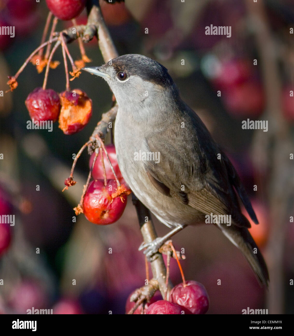 Capinera maschio (sylvia atricapilla) su Malus Red Sentinel crab apple tree) Foto Stock