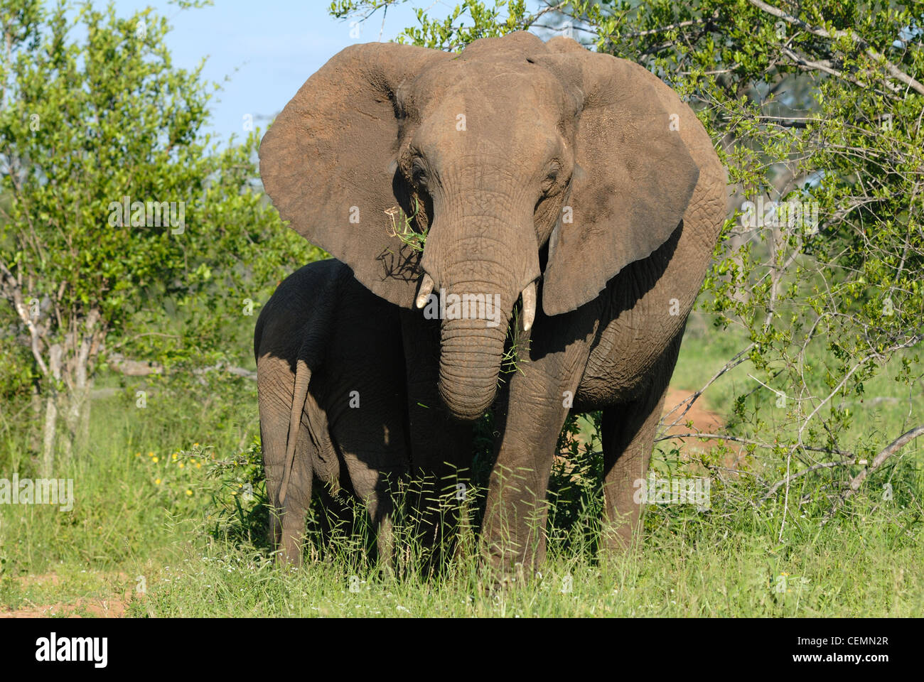 Elefante africano Foto Stock