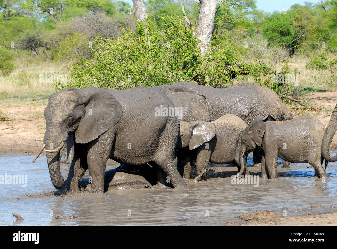 Elefante africano a giocare in acqua Foto Stock