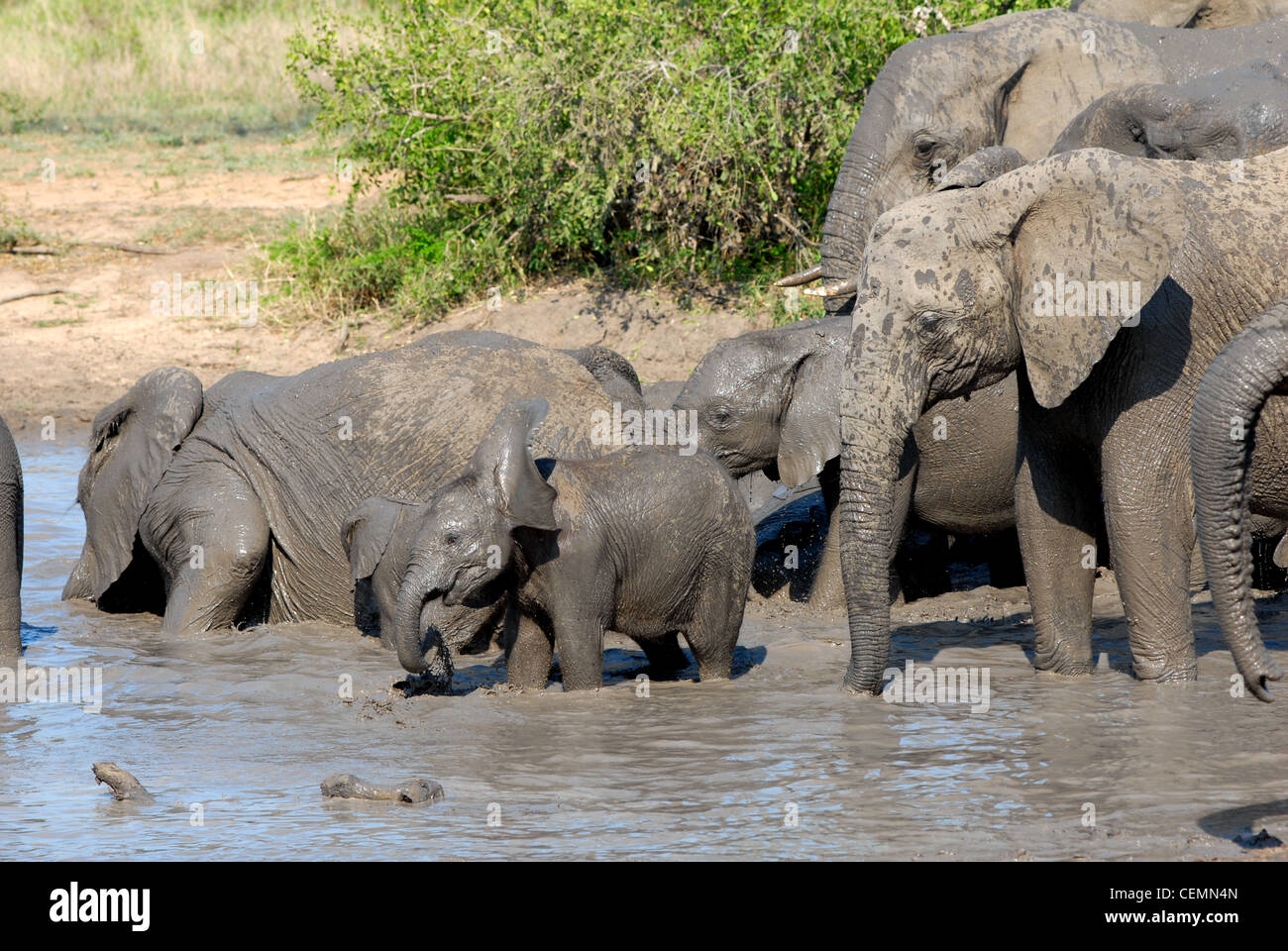 Elefante africano giocando Foto Stock