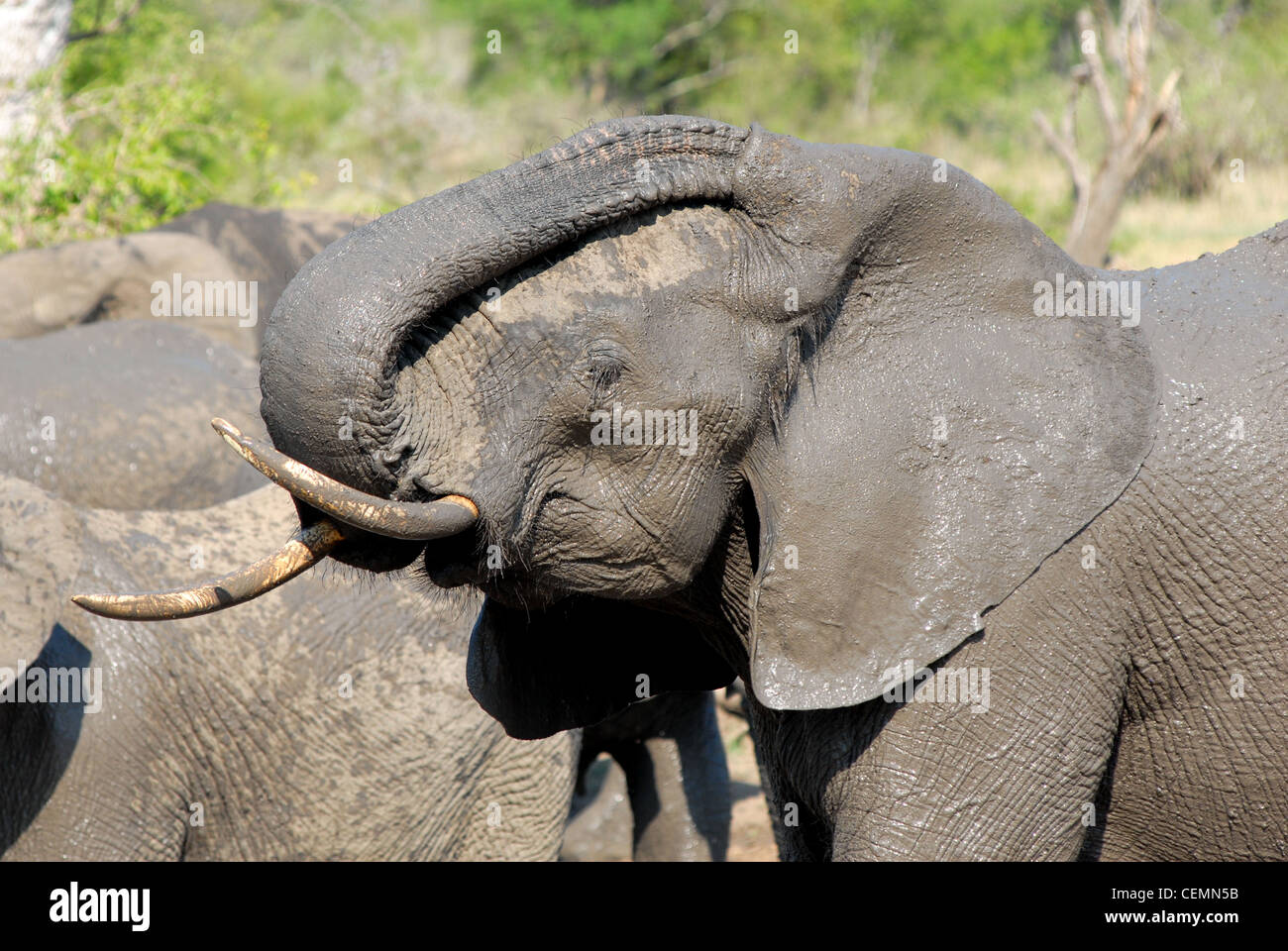 Elefante africano di graffiare Foto Stock