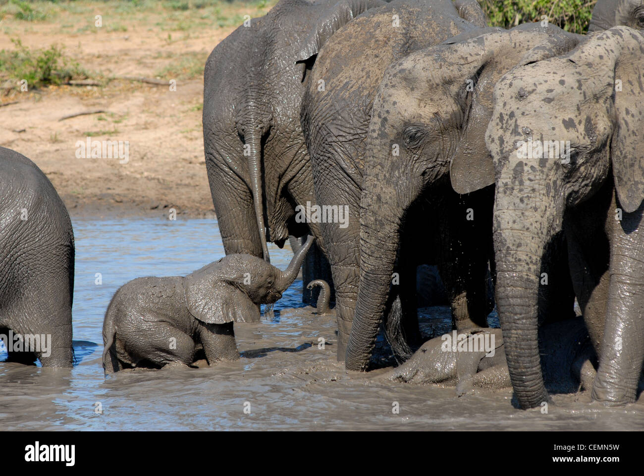 Elefante africano di vitello con madre Foto Stock