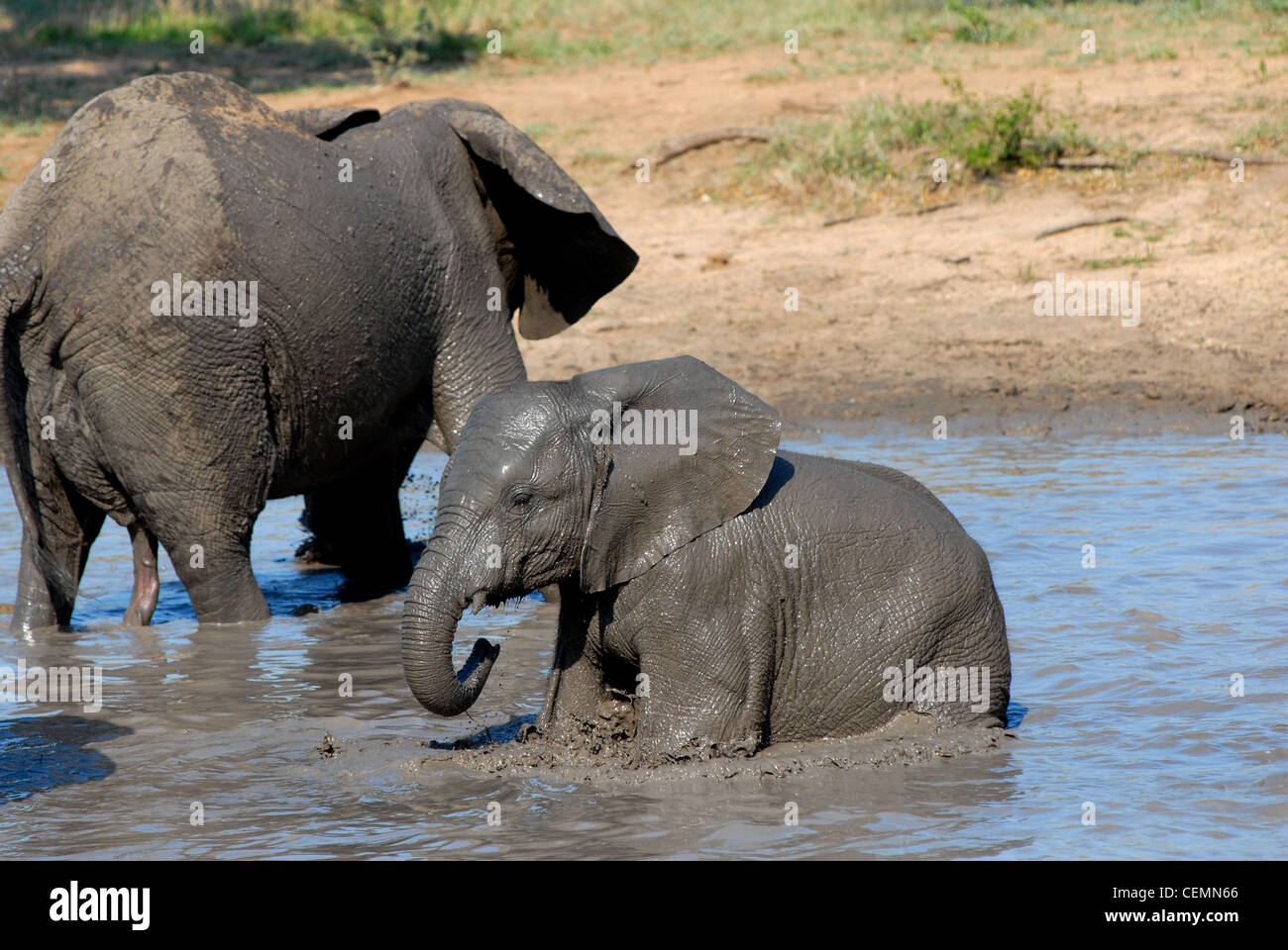 I giovani dell' elefante africano giocando Foto Stock