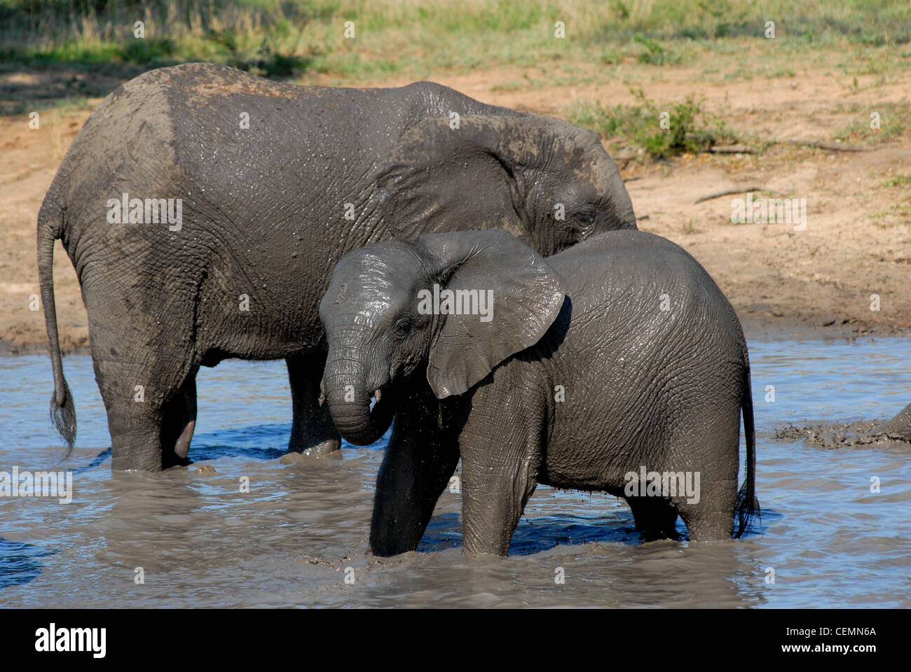 Elefante africano Foto Stock