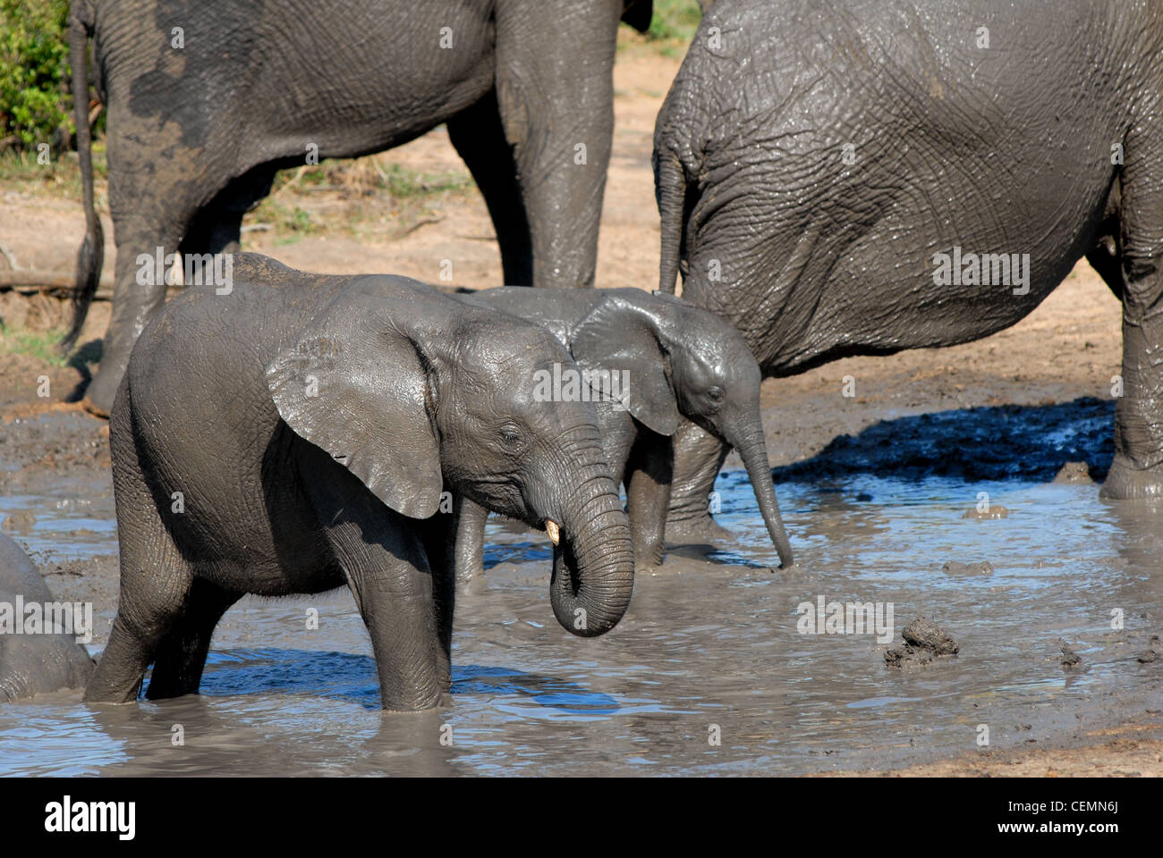 Elephant vitelli giocando nel fango Foto Stock