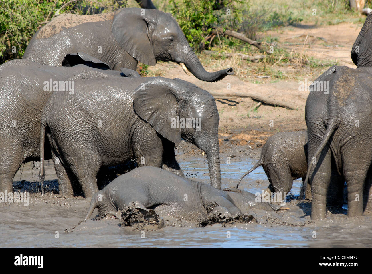 Elefante africano Foto Stock