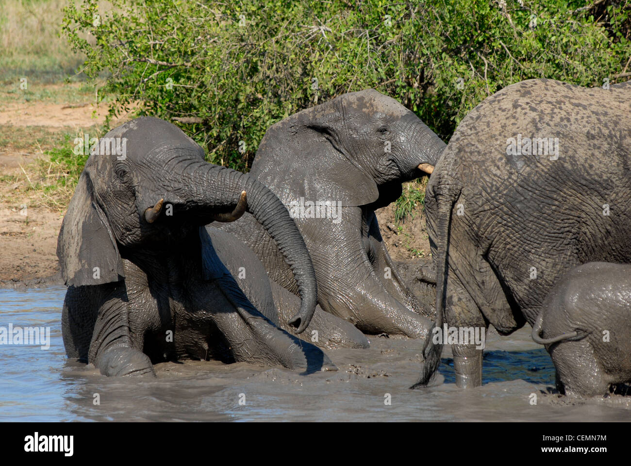 Elefante africano wallowing di fango Foto Stock