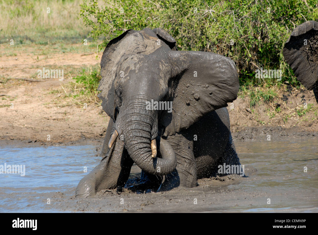 Elefante africano Foto Stock