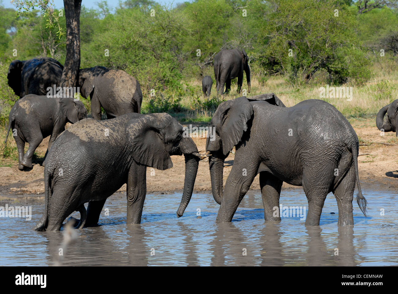 Elefante africano Foto Stock