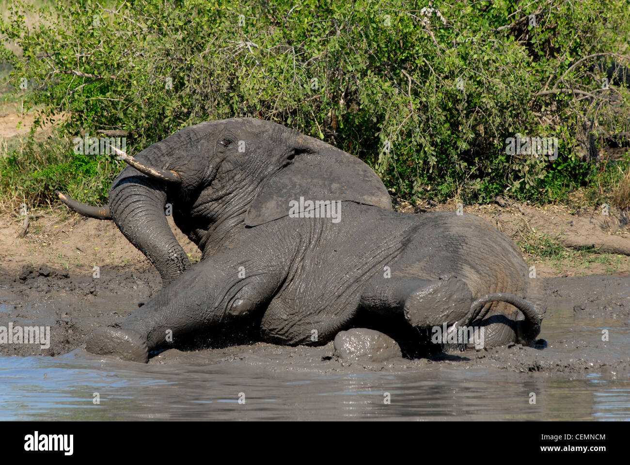 Elefante africano a giocare nel fango Foto Stock