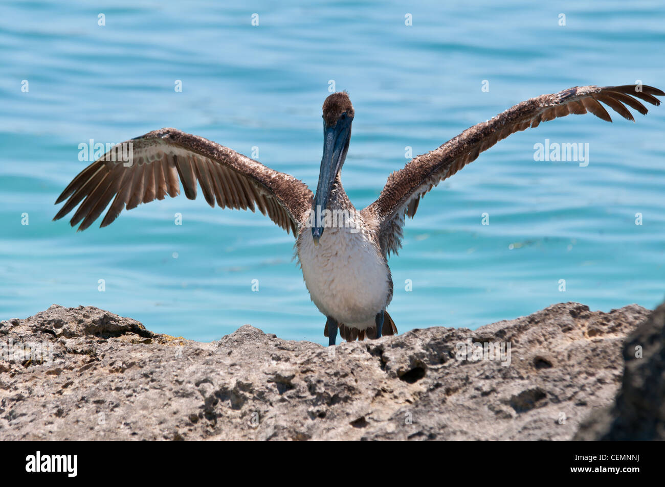 Pelican con ali ampia diffusione sulla roccia nei pressi di Key West, Fl Foto Stock