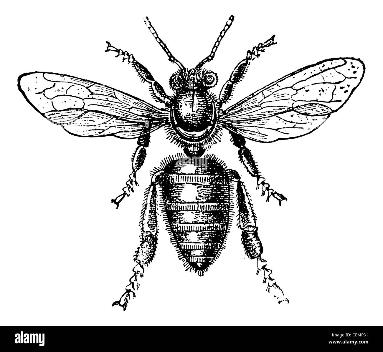 Ape operaia, vintage illustrazioni incise. Magasin pittoresco 1875. Foto Stock