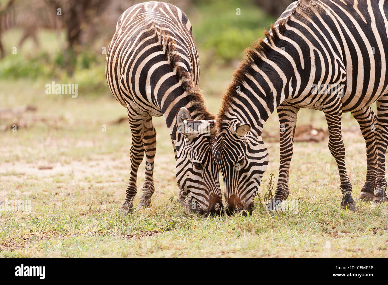 2 zebra che pasce Foto Stock