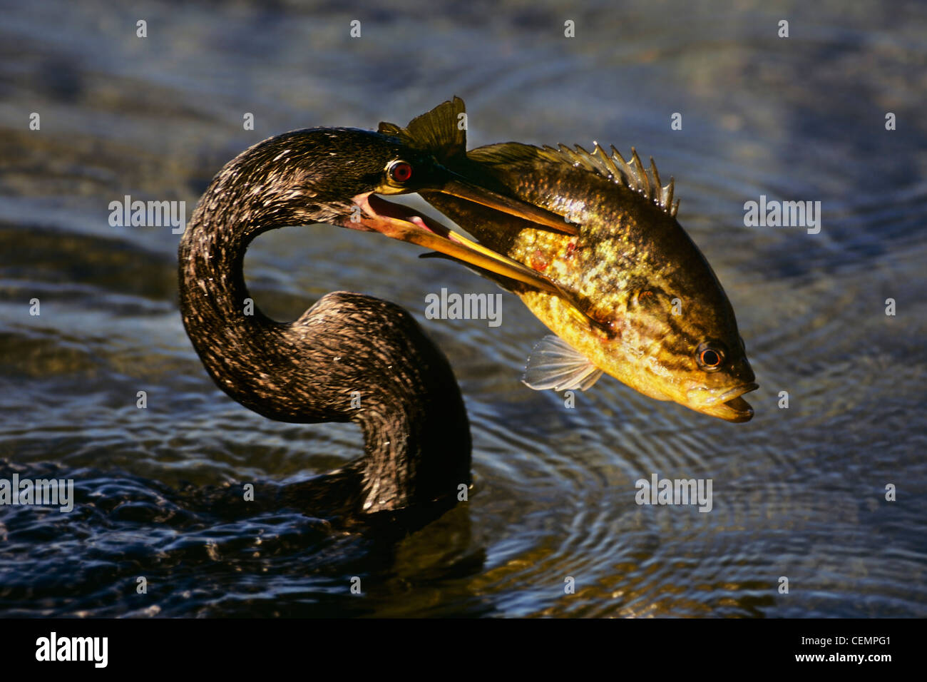 Pesca subacquea Anhinga Foto Stock