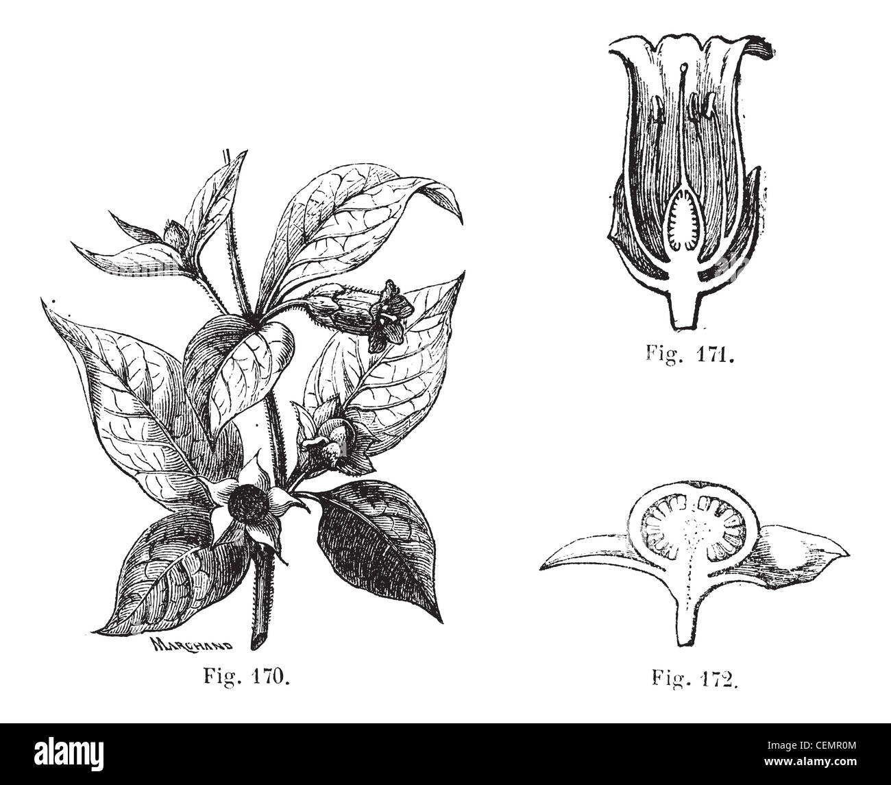 Fig. 170. belladonna con le sue foglie, i suoi fiori e frutti. fig. 171. Fiori recisi di belladonna. fig. 172. Il taglio della frutta di belladonna, vintage illustrazioni incise. atropa belladonna o atropa bella-donna o devil's bacche o morte di ciliegie o belladonna. magasin pittoresco 1875. Foto Stock