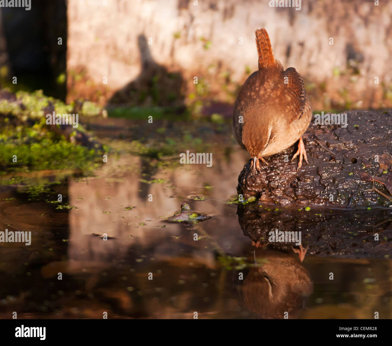 Scricciolo, Troglodytes troglodytes, in cerca di insetti intorno al laghetto del bosco Foto Stock