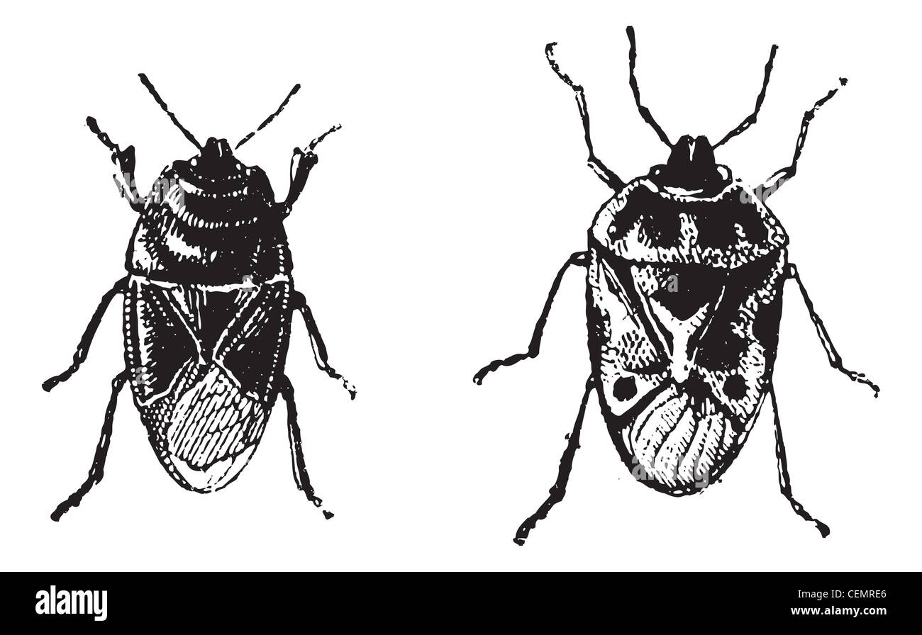 Bug di nero, Orne Bug, vintage illustrazioni incise. Dizionario di parole e le cose - Larive e Fleury - 1895. Foto Stock