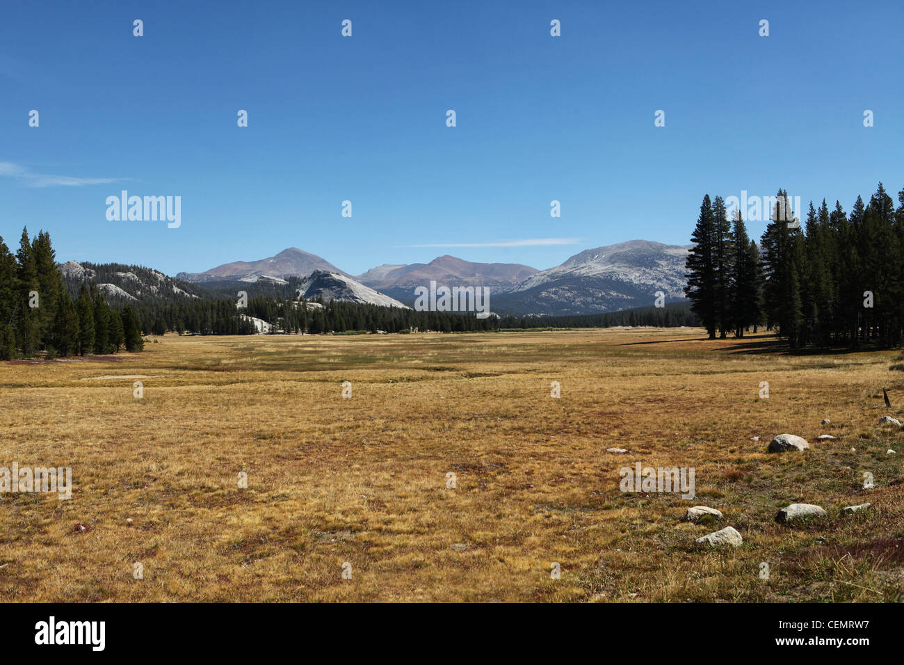 Tuolumne Meadows sulla Tioga Road, Yosemite NP, California USA Foto Stock