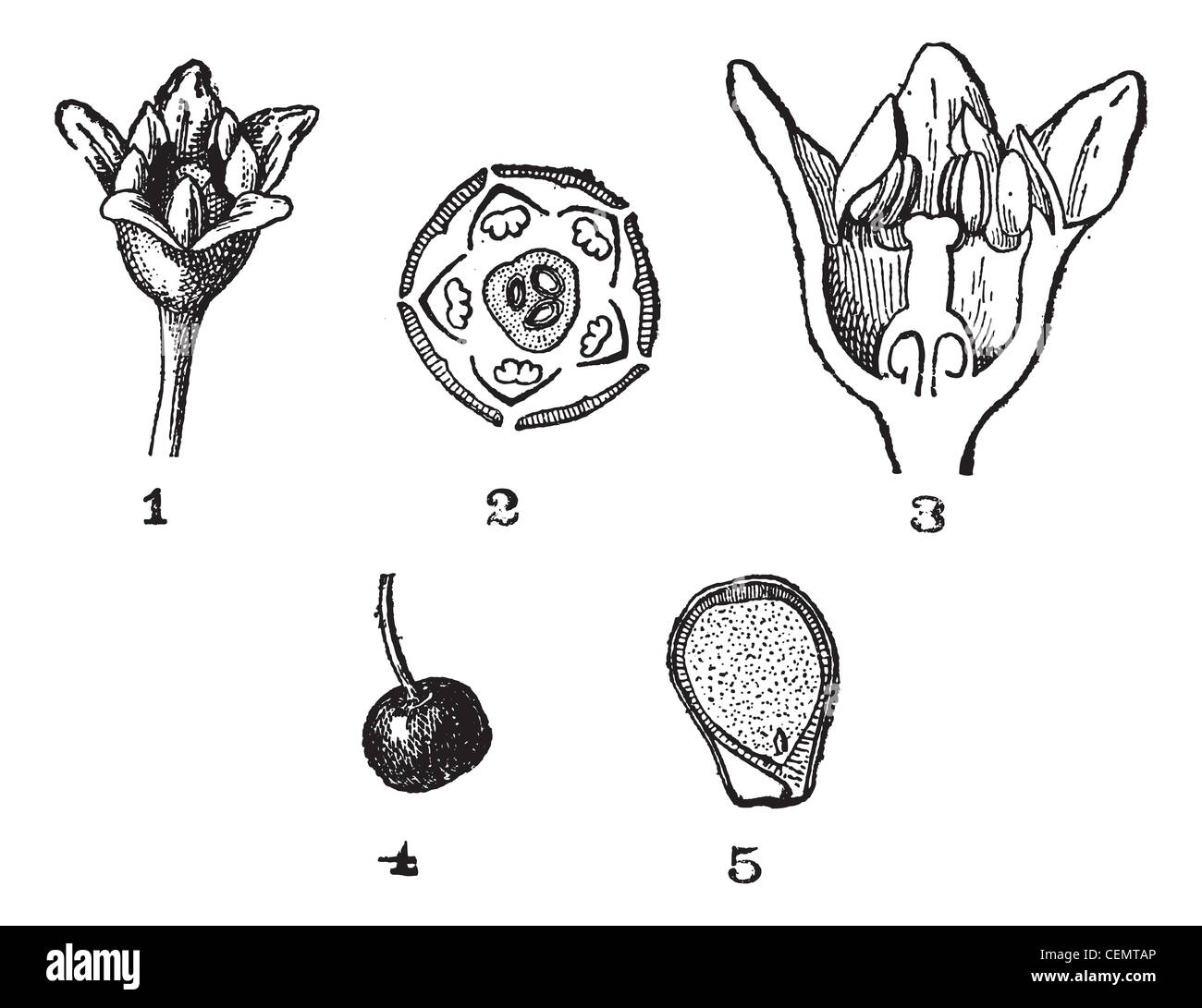 Rhamnus, vintage illustrazioni incise. Dizionario di parole e le cose - Larive e Fleury - 1895. Foto Stock