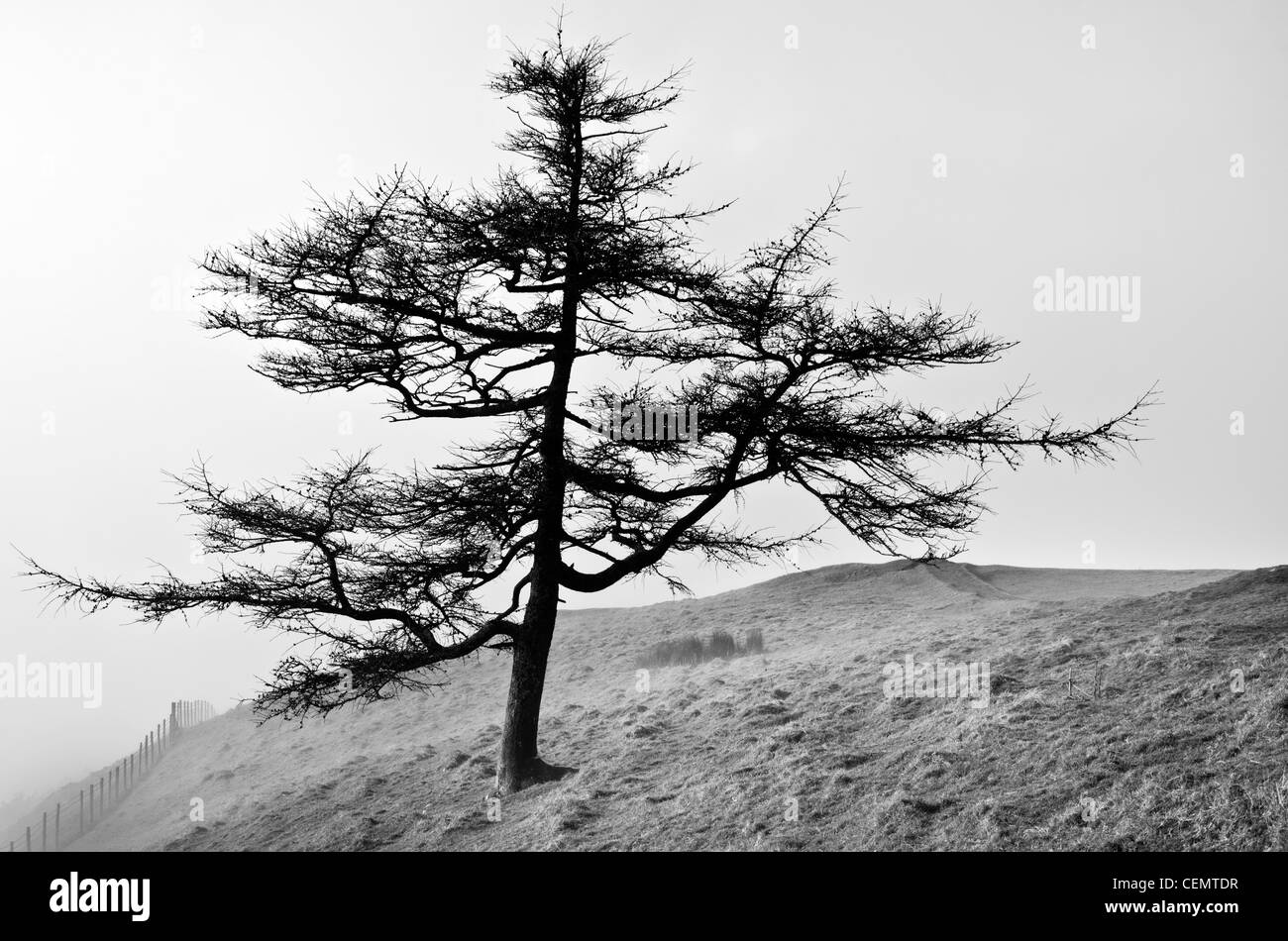 Un Bianco & Nero albero su Latrigg, Cumbria, Inghilterra Foto Stock