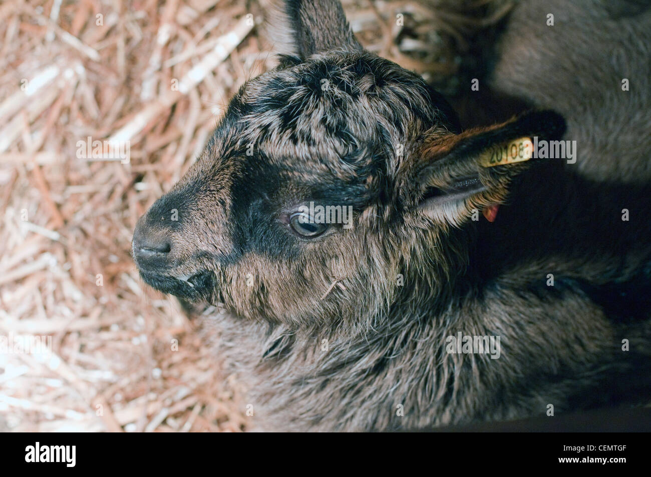 Baby Capra,a poche ore. In un presepe riscaldato Foto Stock