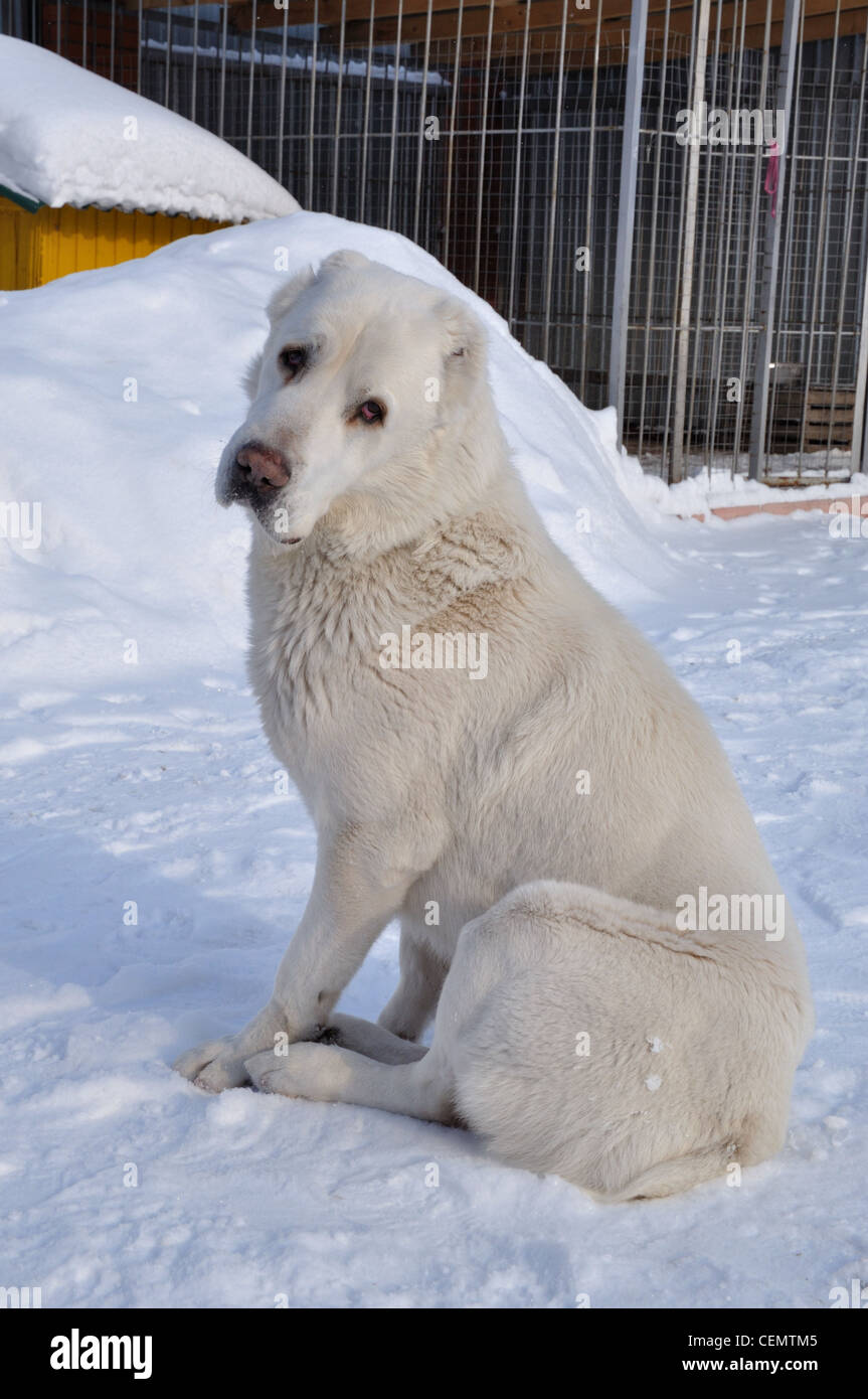 Bianco in Asia centrale il cane pastore (wolfhound turkmeno) Foto Stock