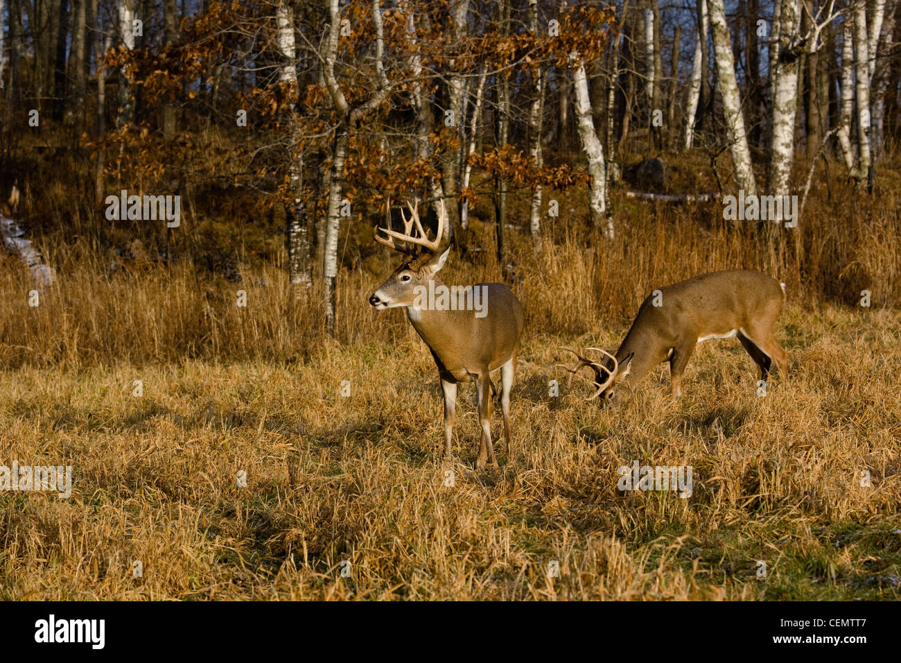 White-tailed bucks in autunno Foto Stock