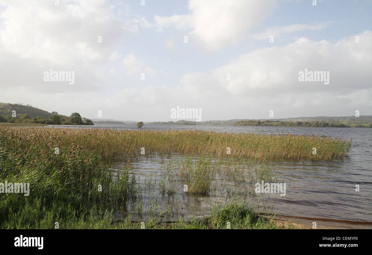 Letto Reed e la campagna della contea di Cavan a Lough MacNean Tomaia in Irlanda. Il Lough giace tra Irlanda e Irlanda del Nord. Foto Stock