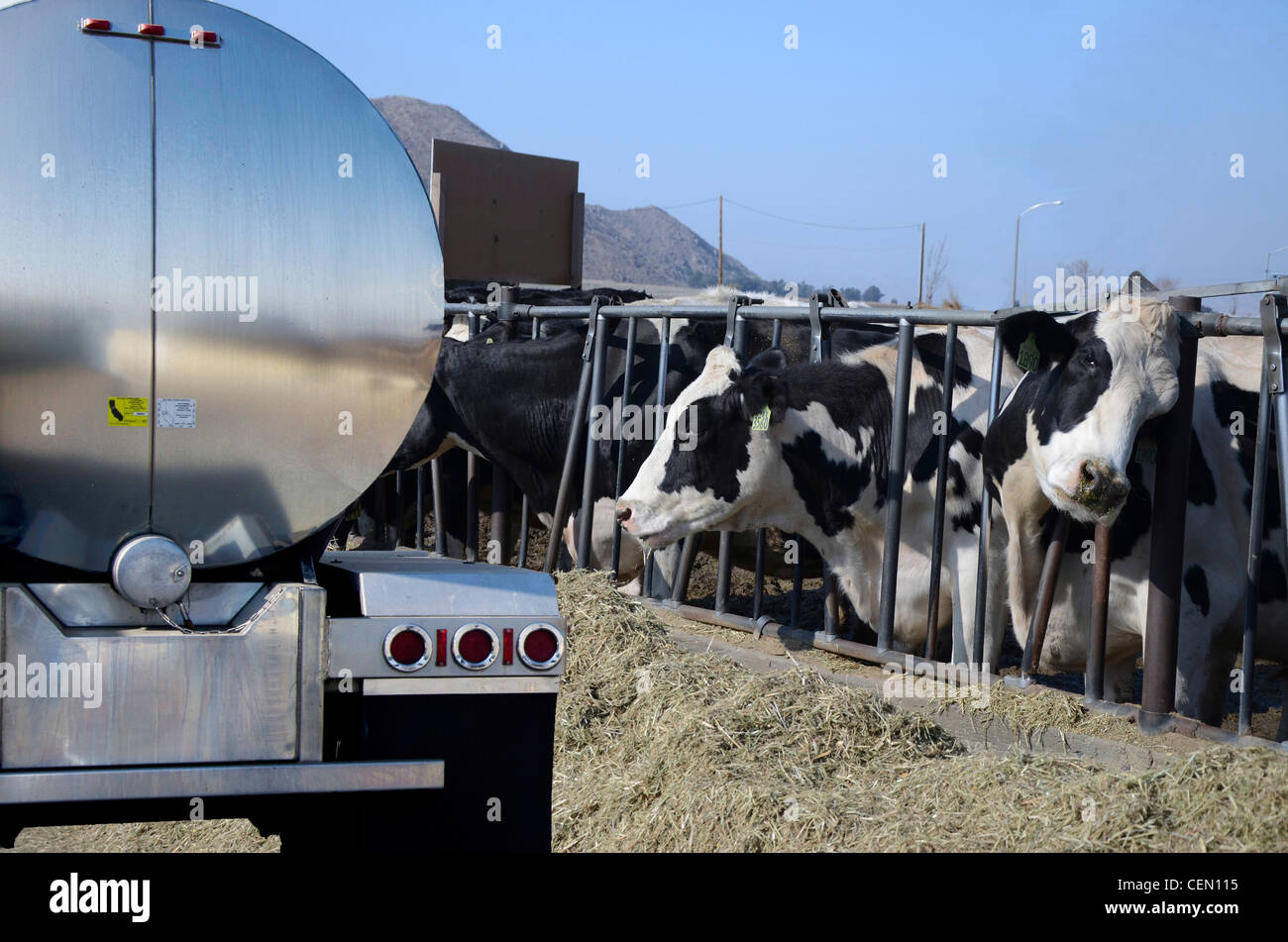 Vacche da latte alimentare adiacente ad un grande camion di latte. Una vacca guardando askance al carrello. Foto Stock