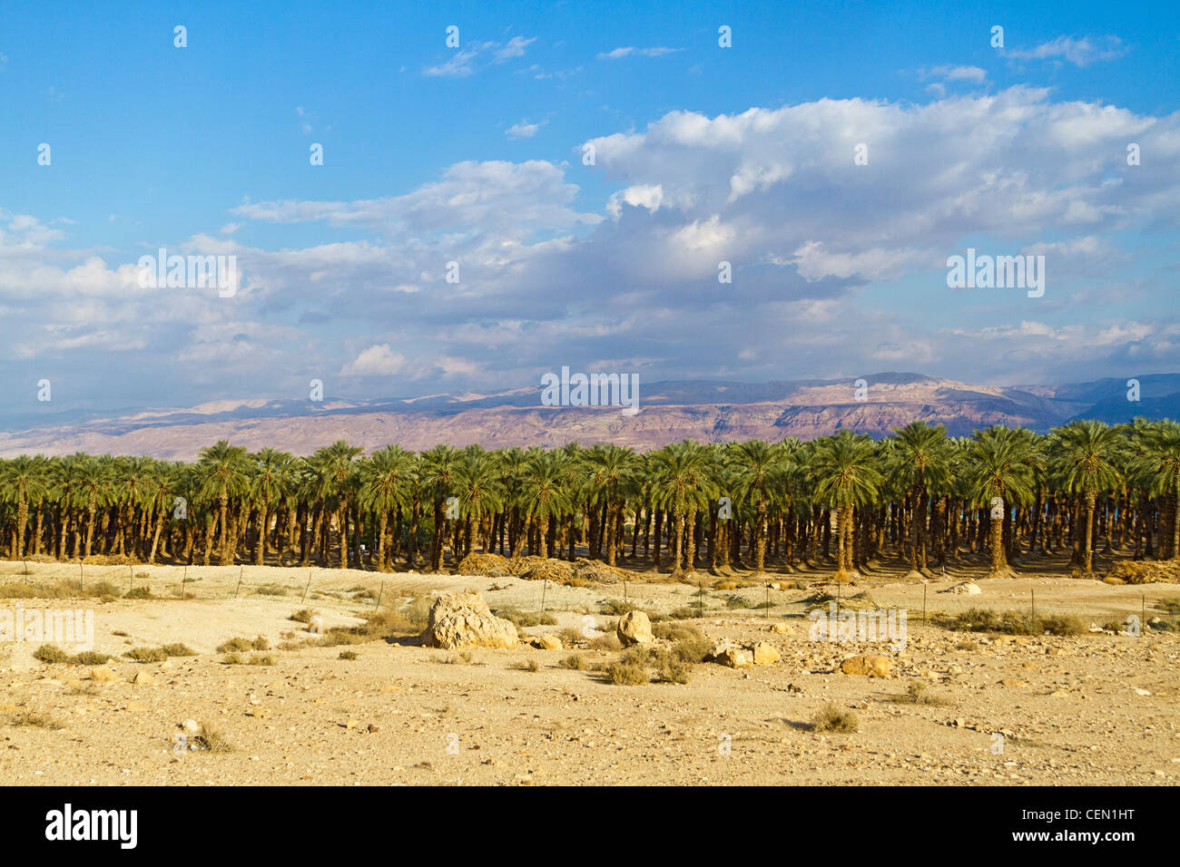 Boschetto di palme da dattero a fianco di Israele Hwy 9, nei pressi del Mar Morto con le montagne della Giordania in background. Foto Stock