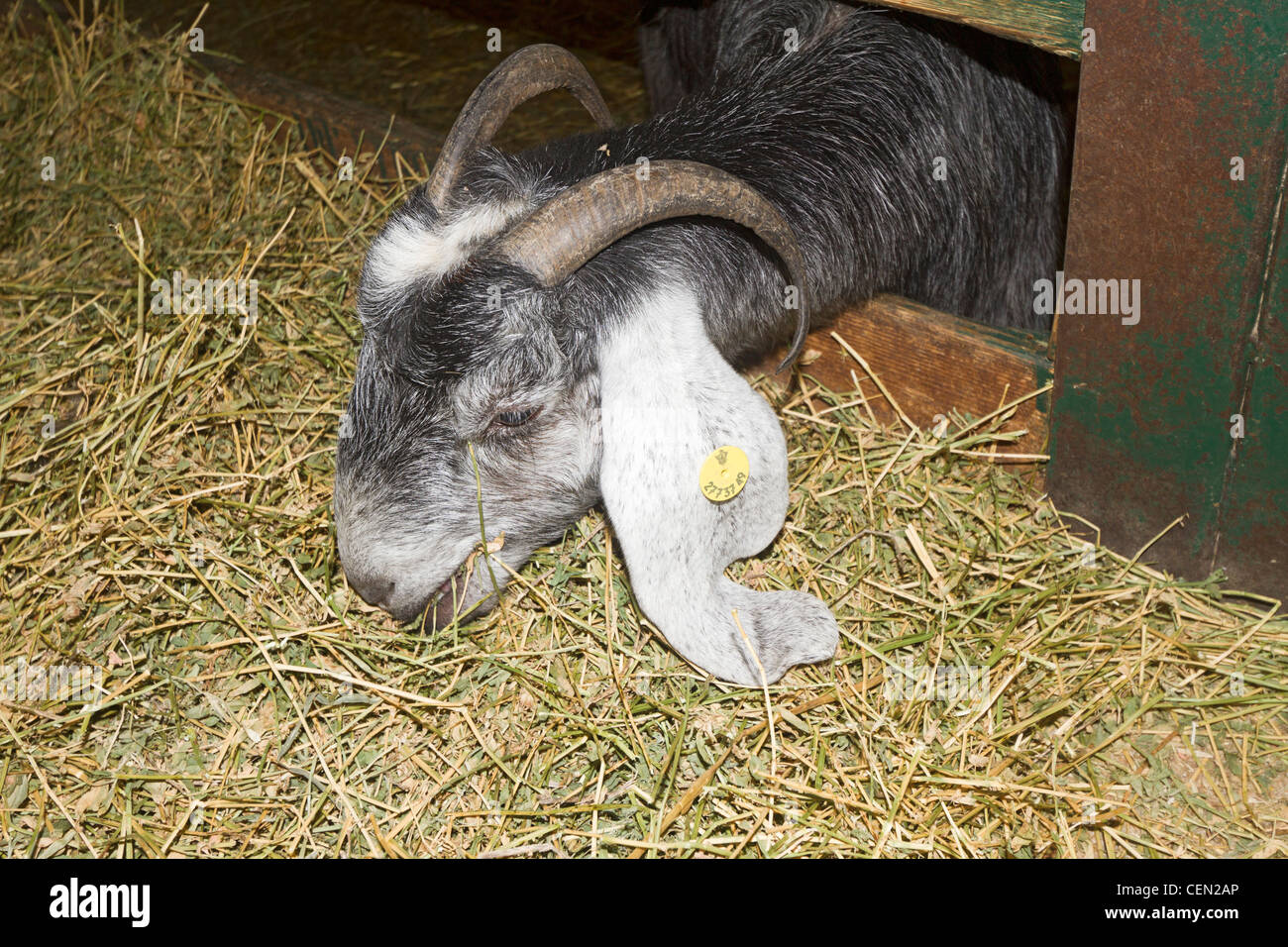 Giovane capra mangia fieno presso un'azienda israeliana. Foto Stock