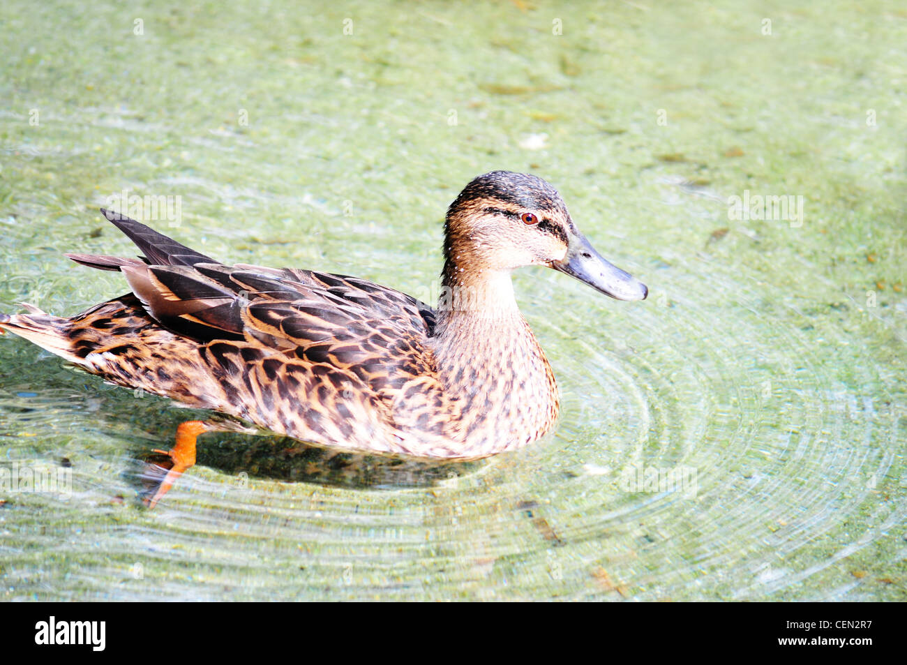 Unica femmina Mallard duck su un laghetto Foto Stock