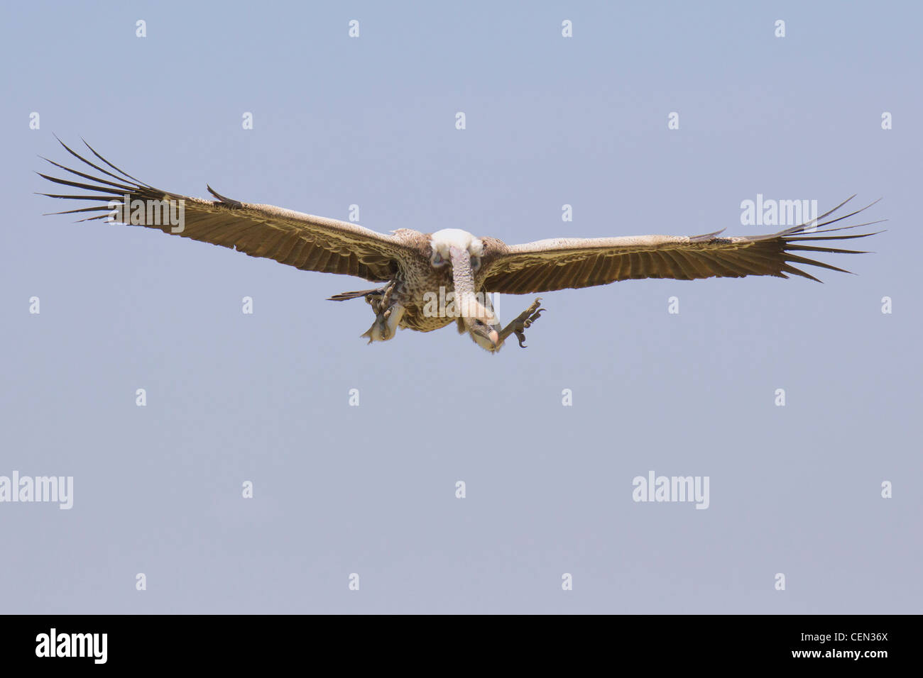 Ruppells Vulture (Gyps rueppellii) arrivando in terra, Tanzania Foto Stock